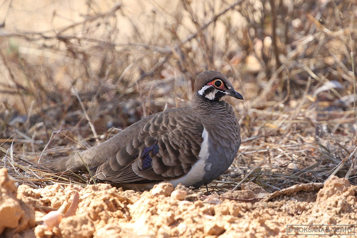 Squatter Pigeon - ML111566171