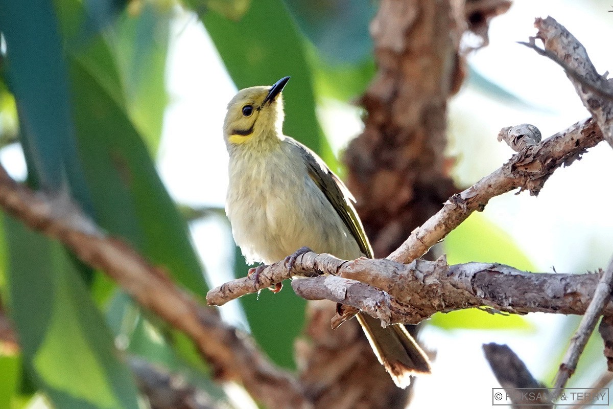Yellow-tinted Honeyeater - Roksana and Terry