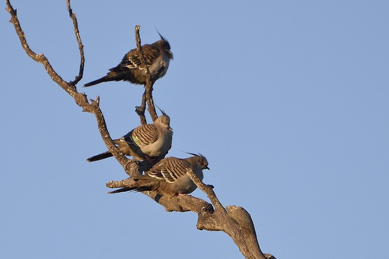 Crested Pigeon - ML111566881