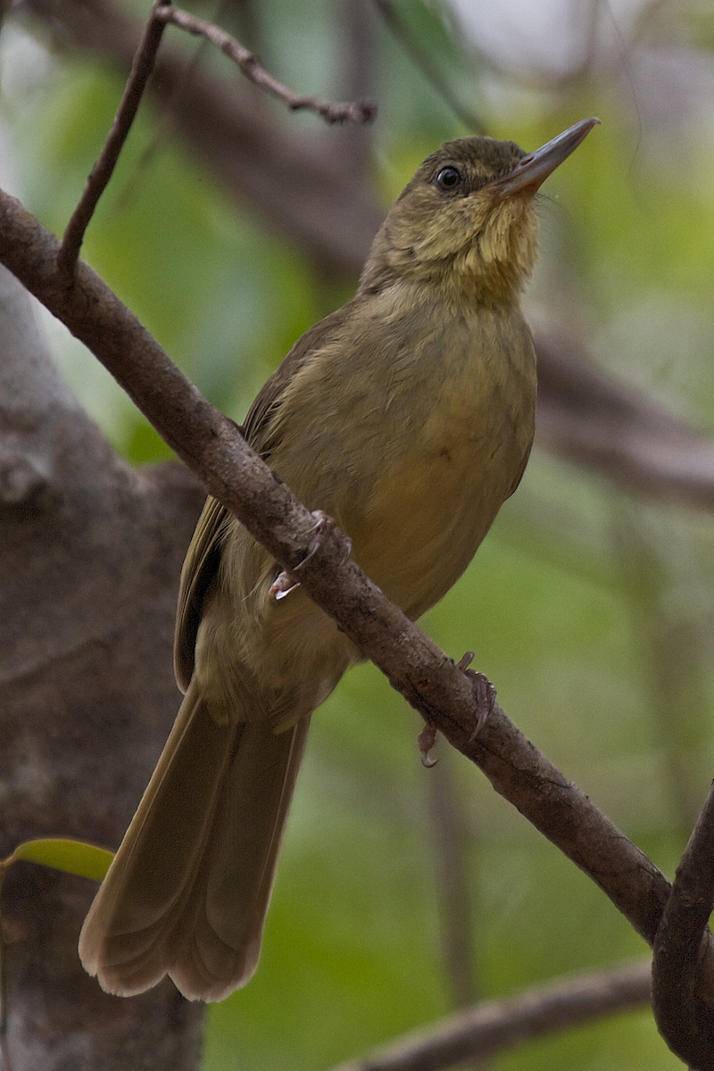 Long-billed Bernieria - Robert Tizard