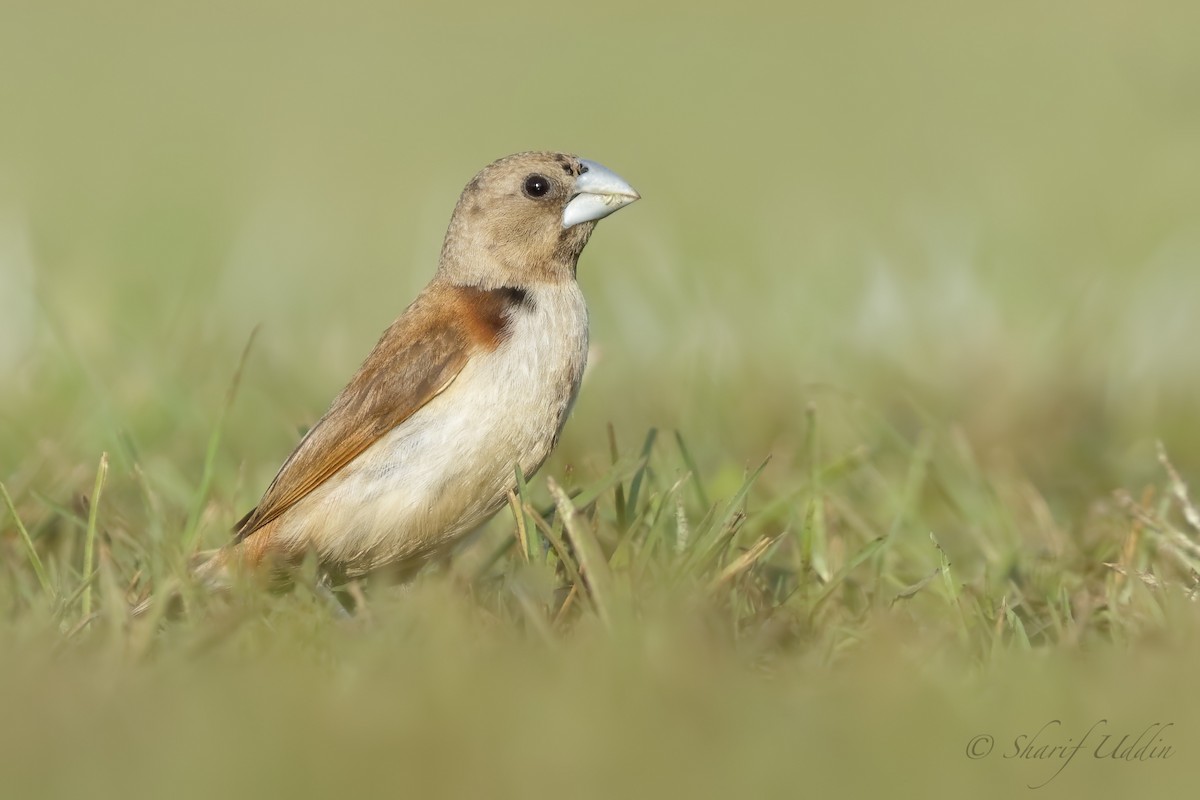 Chestnut Munia - ML111567721