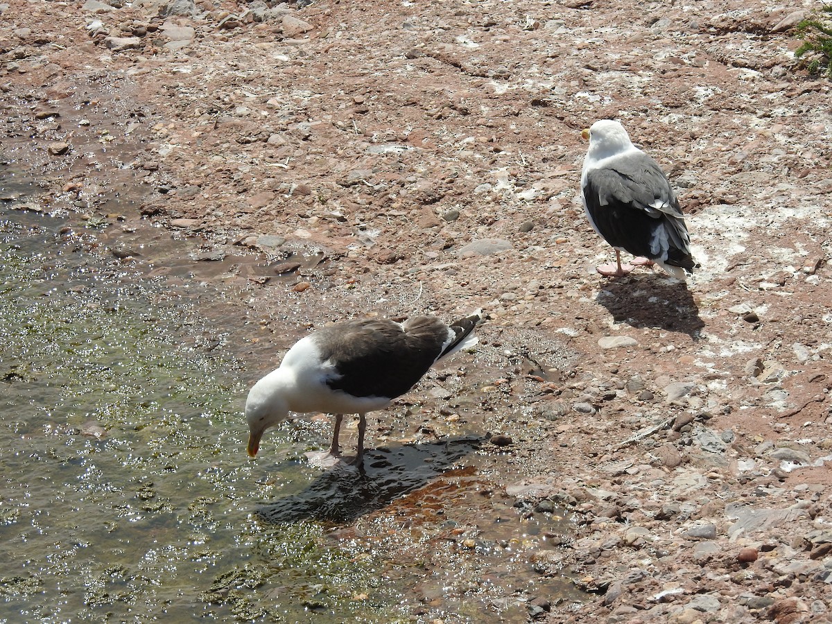 Great Black-backed Gull - ML111571371