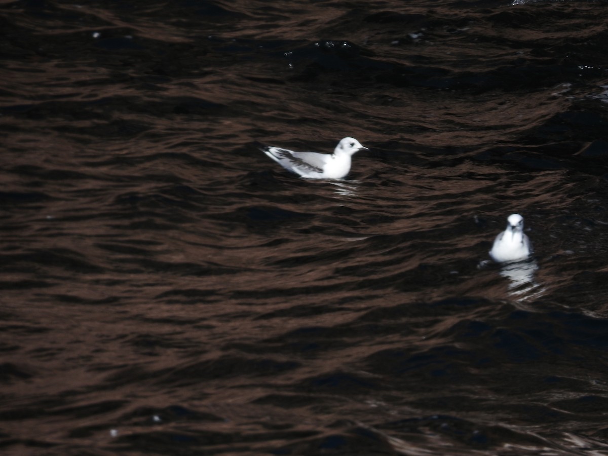 Bonaparte's Gull - ML111571411