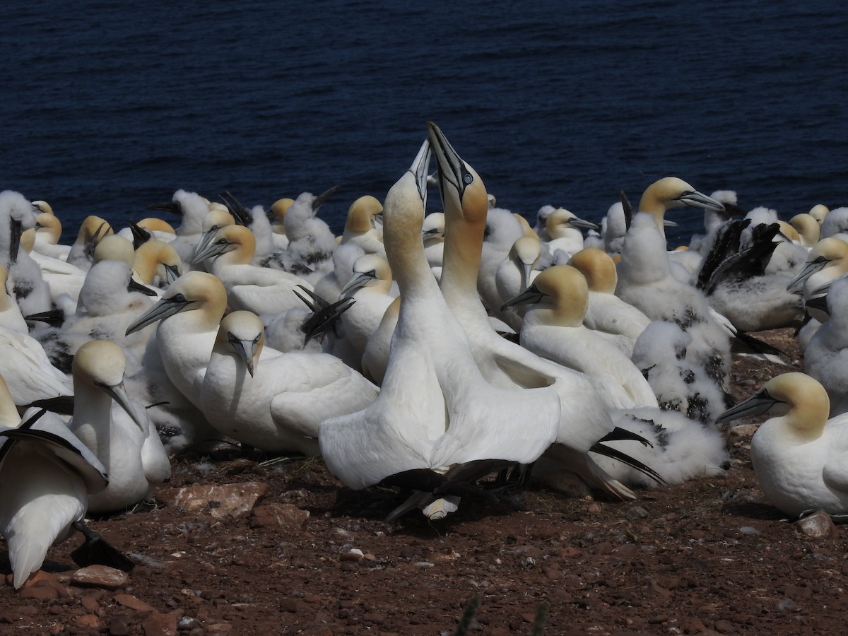 Northern Gannet - ML111571461