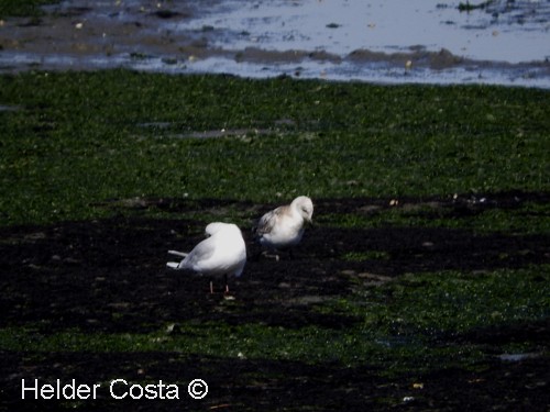 Ring-billed Gull - ML111572761