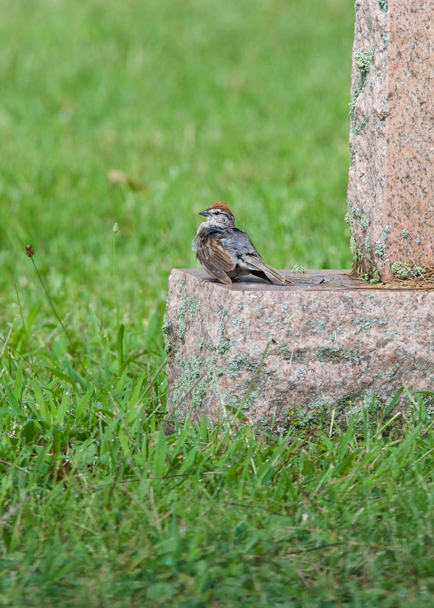 Chipping Sparrow - ML111572971