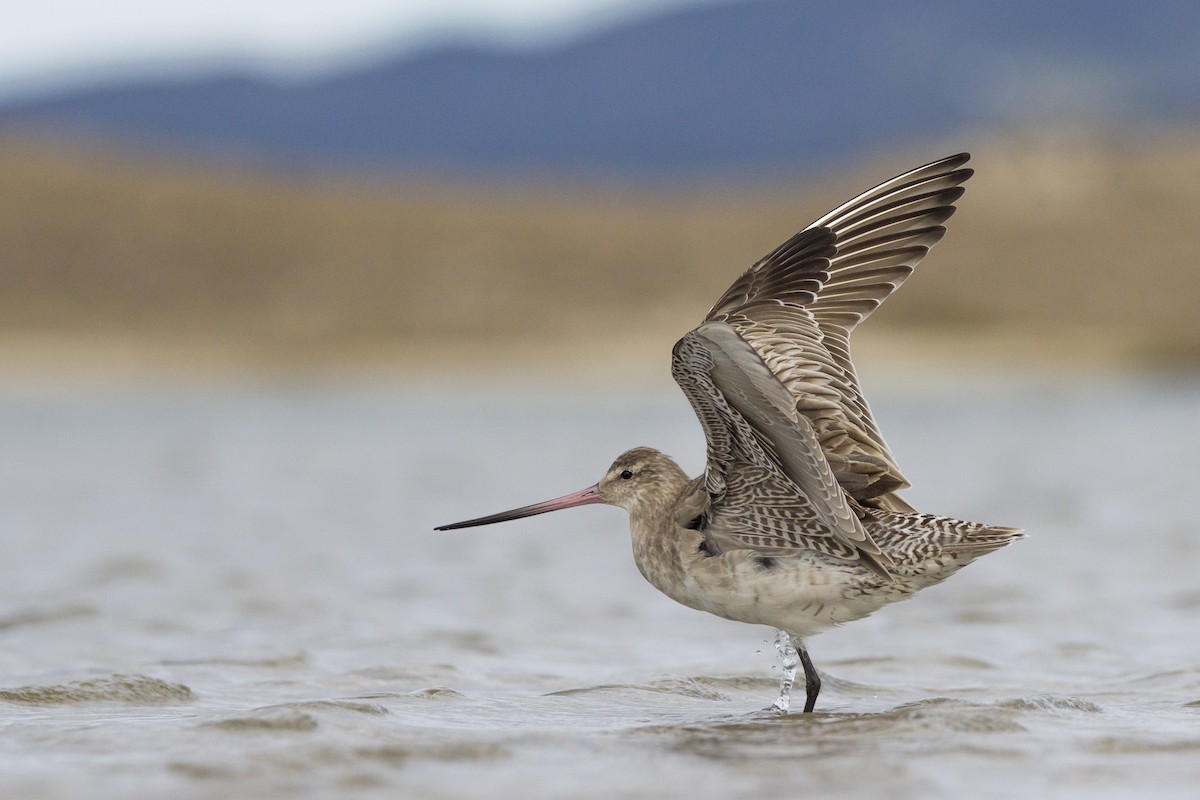 Bar-tailed Godwit - ML111574061