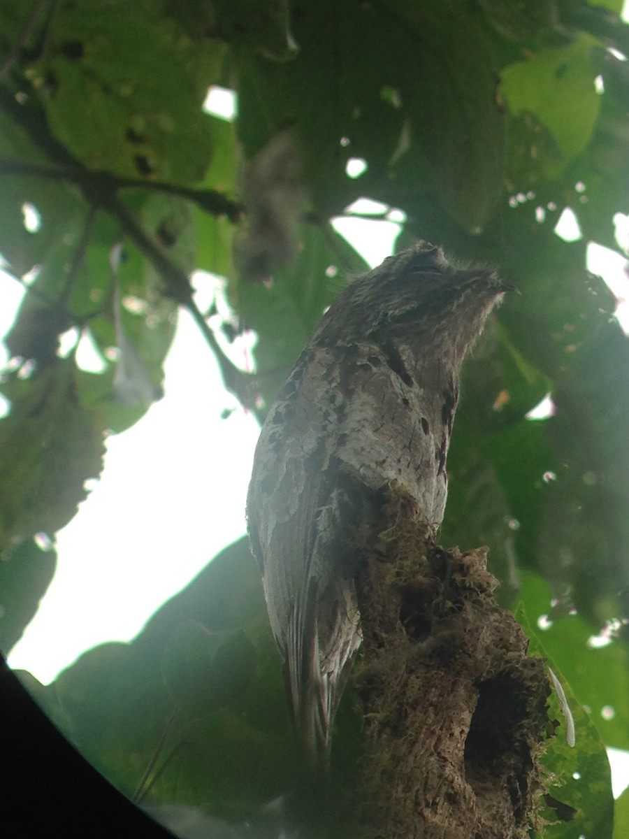 Common Potoo - ML111576491