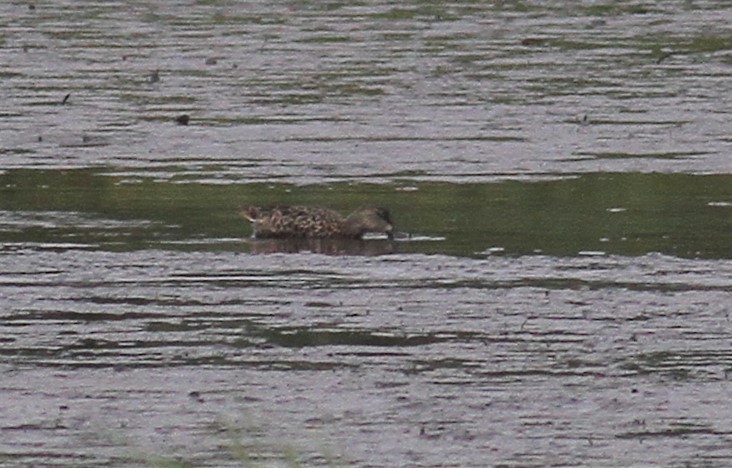 Blue-winged Teal - ML111577341