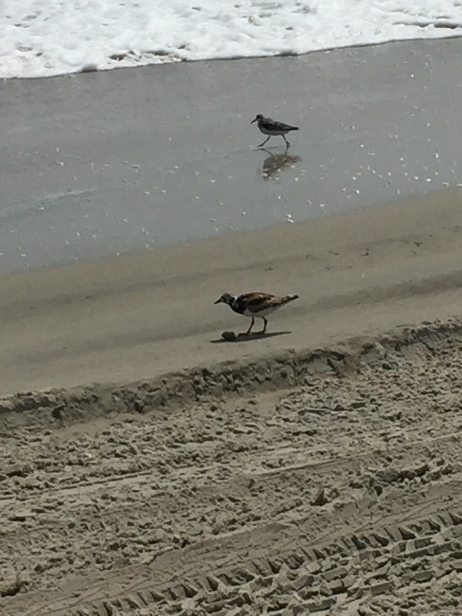 Ruddy Turnstone - ML111577821