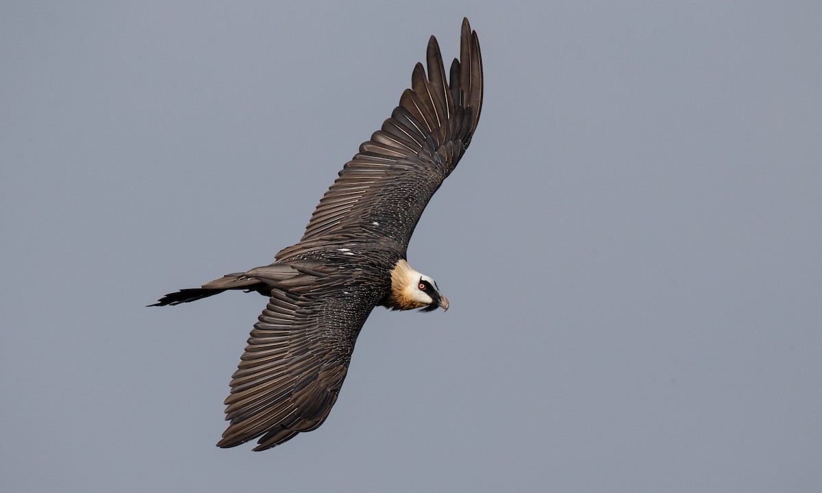 Bearded Vulture (African) - ML111578981