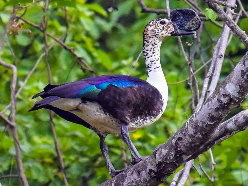 sarkidiornis melanotos sylvicola Comb Duck - Sarkidiornis sylvicola