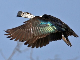 sarkidiornis melanotos sylvicola Comb Duck - Sarkidiornis sylvicola
