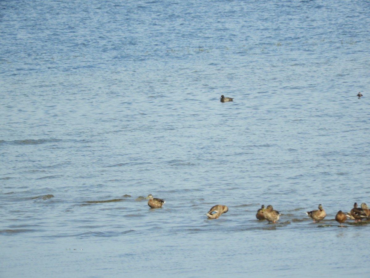 Greater/Lesser Scaup - Max Epstein