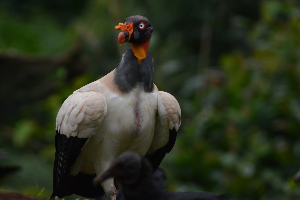 King Vulture - ML111582801