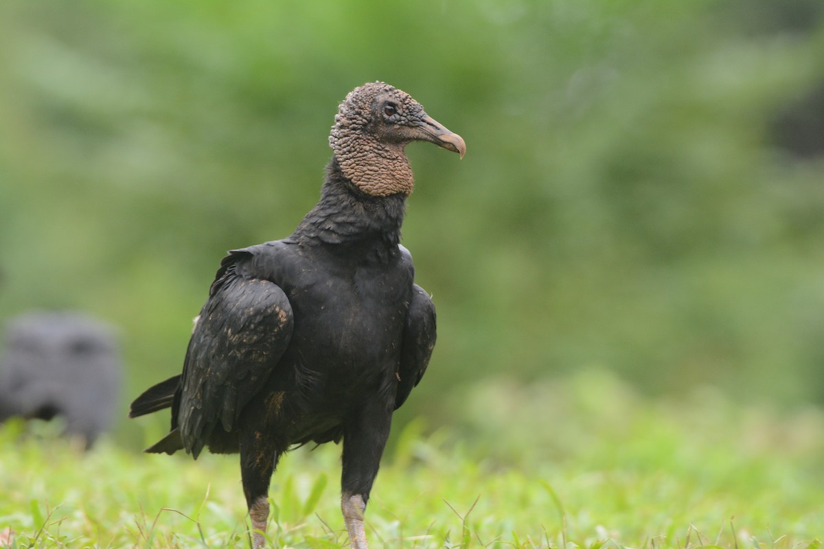 Black Vulture - ML111583101