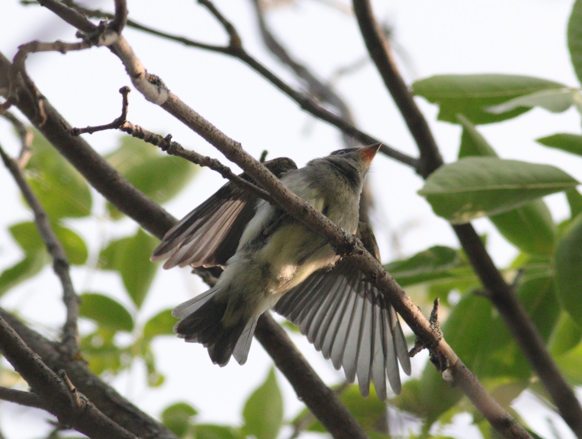 Eastern Wood-Pewee - ML111583211