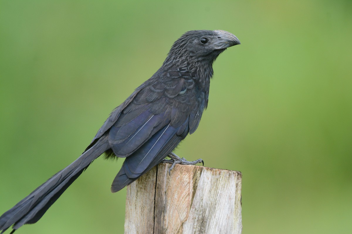 Groove-billed Ani - ML111583291