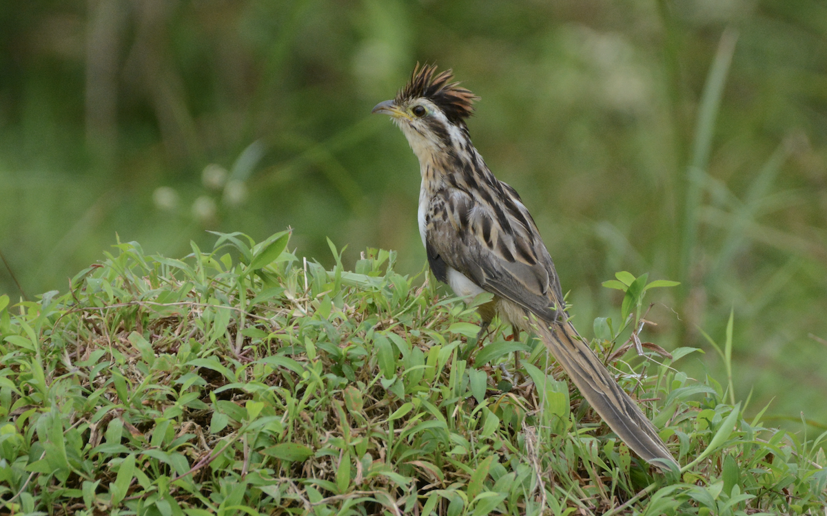 Striped Cuckoo - ML111586261