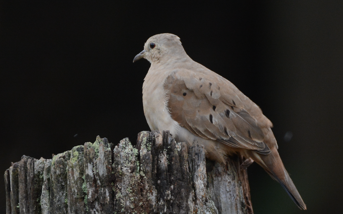 Ruddy Ground Dove - ML111586361