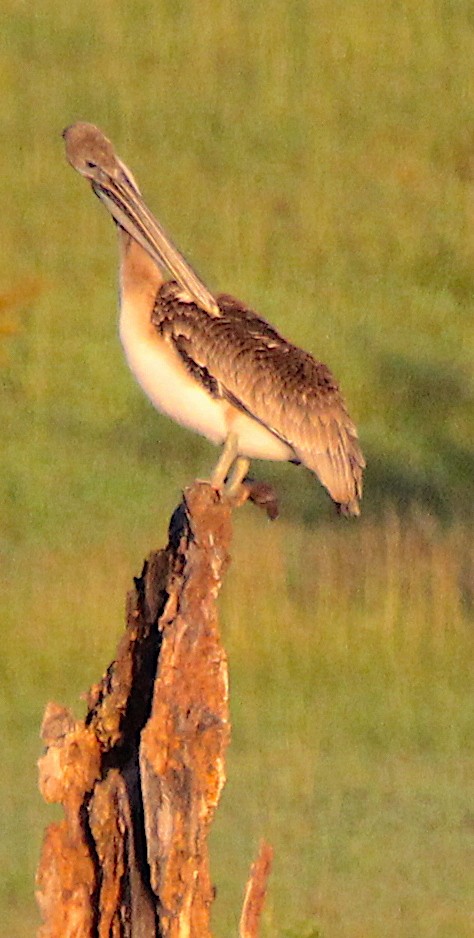 Kahverengi Pelikan (carolinensis) - ML111586651