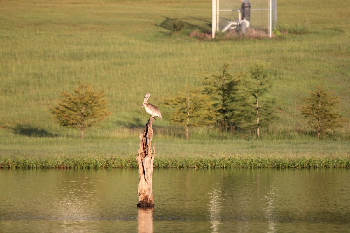 Brown Pelican (Atlantic) - ML111586841