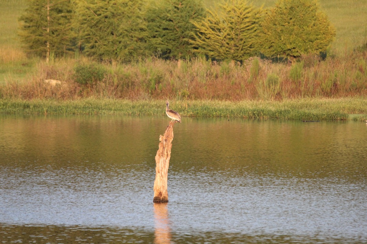 Brown Pelican (Atlantic) - ML111586901