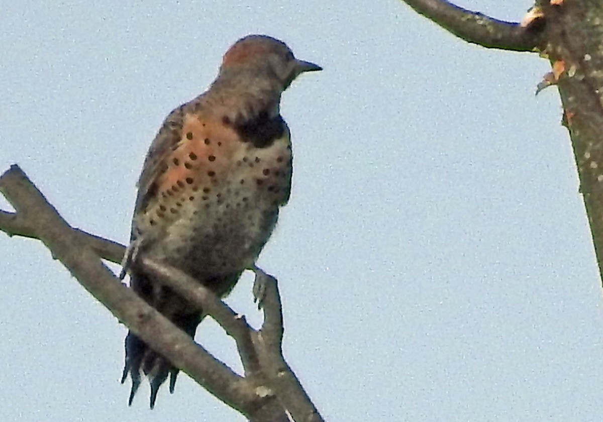 Northern Flicker - ML111587271