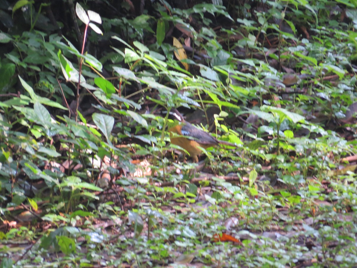 Blue-shouldered Robin-Chat - Kenneth Bader