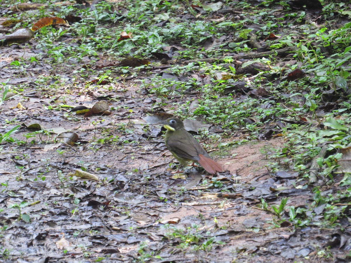 Red-tailed Bristlebill - ML111591451