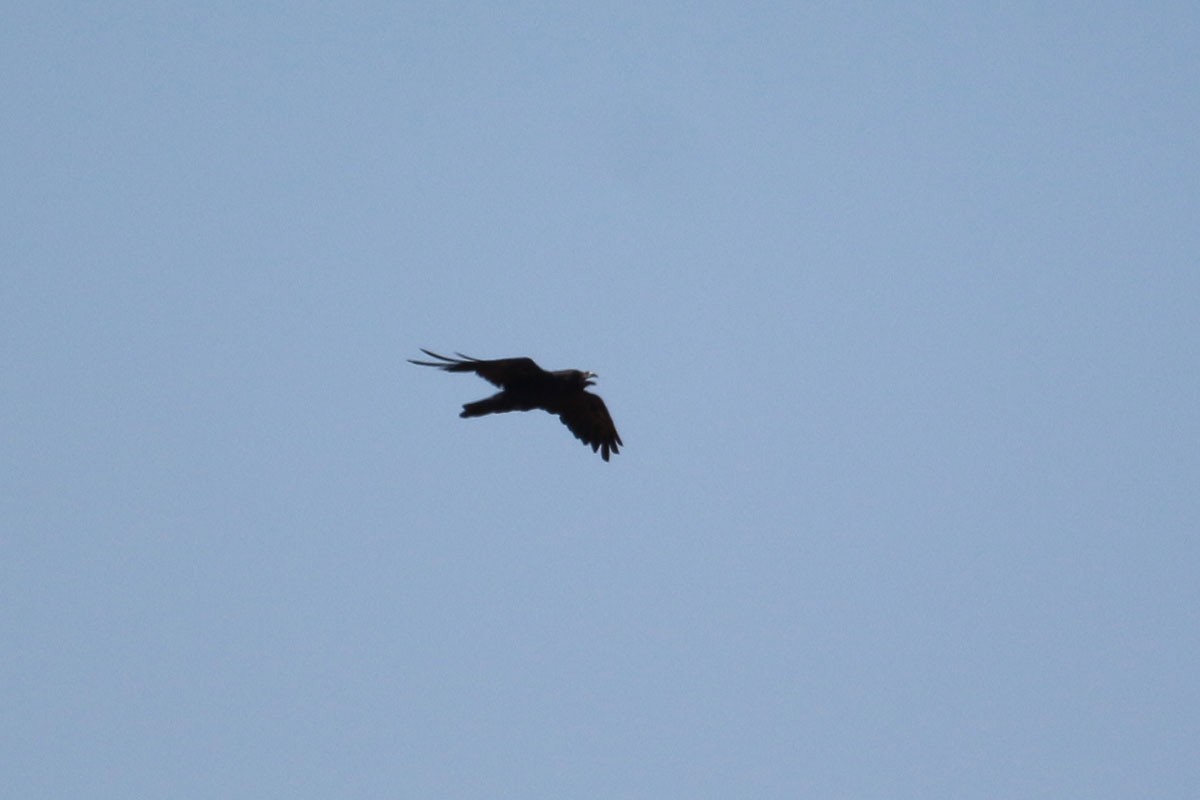 Common Raven - ML111592731