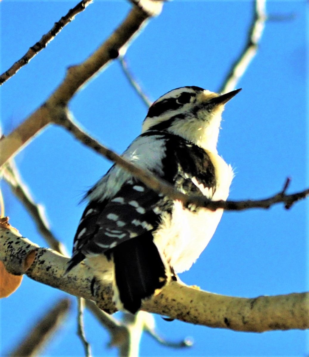 Downy Woodpecker - ML111593161