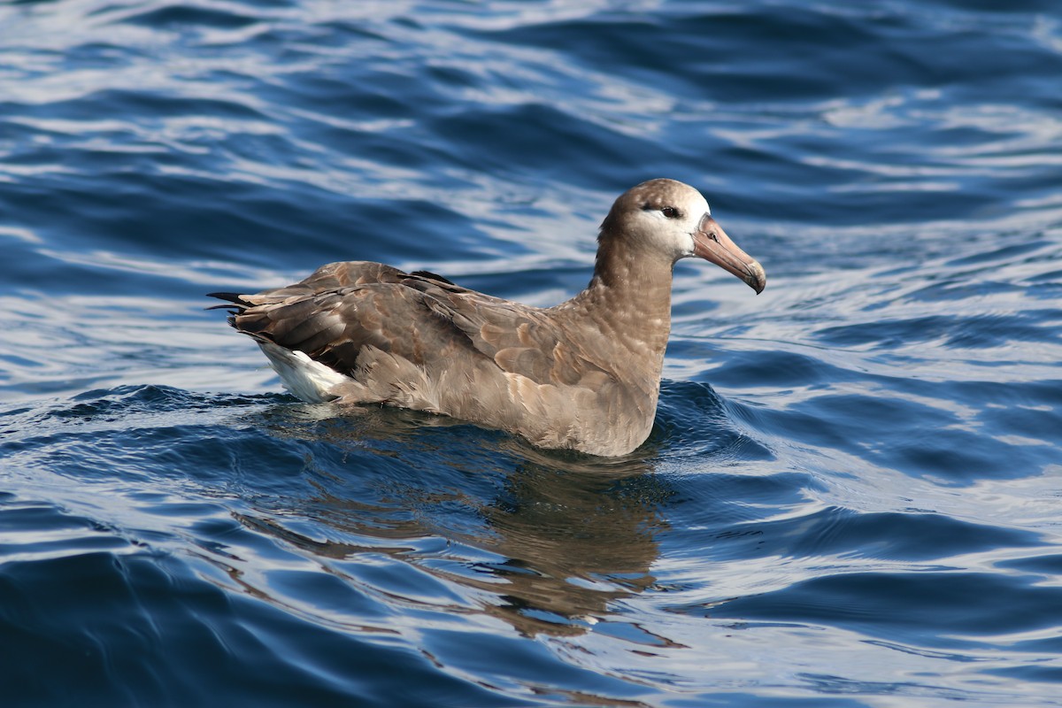 Black-footed Albatross - Richard MacIntosh