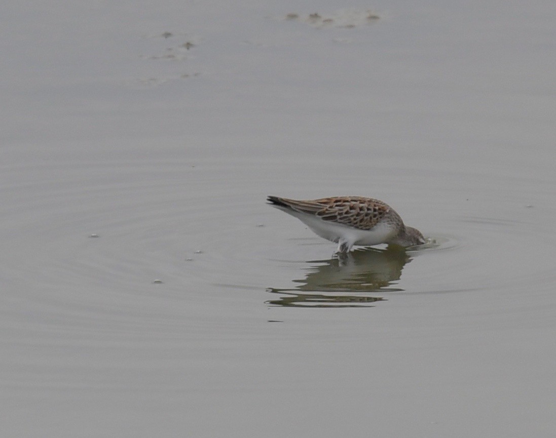 Bergstrandläufer - ML111595811