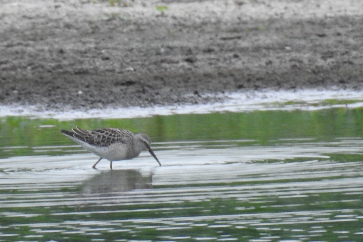 Stilt Sandpiper - ML111596601