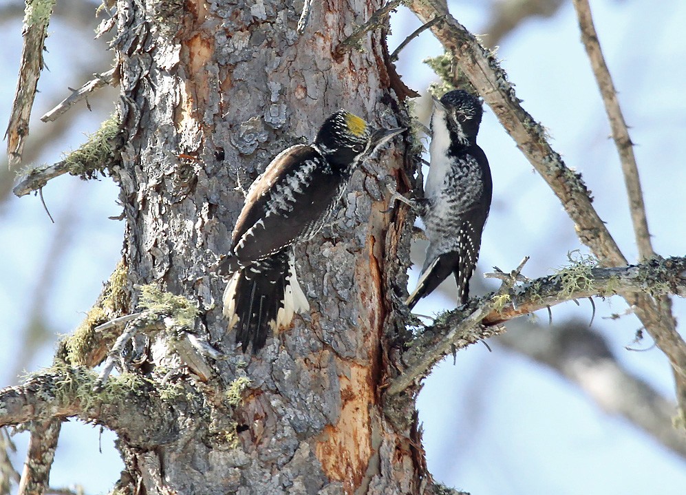 American Three-toed Woodpecker - Ryan Brady