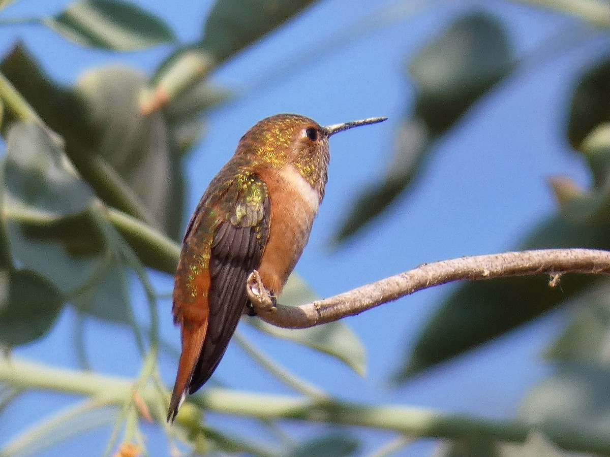 Rufous Hummingbird - ML111598001