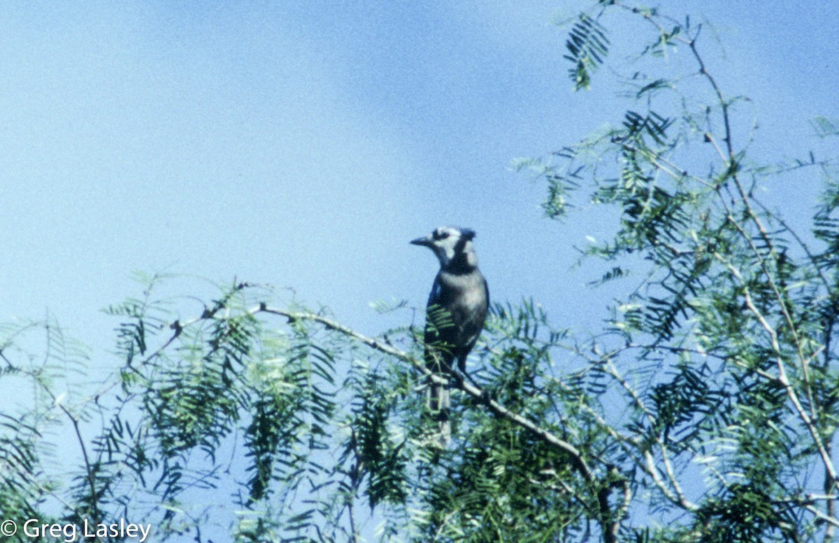 Blue Jay - ML111598671