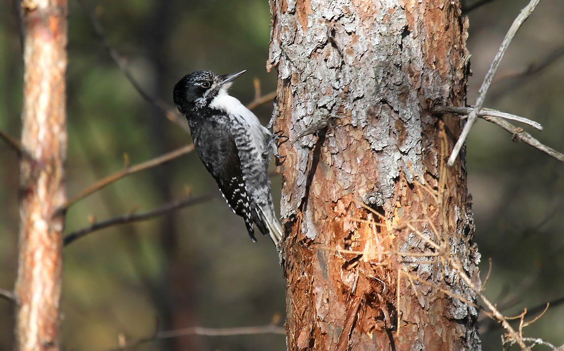 American Three-toed Woodpecker - Ryan Brady