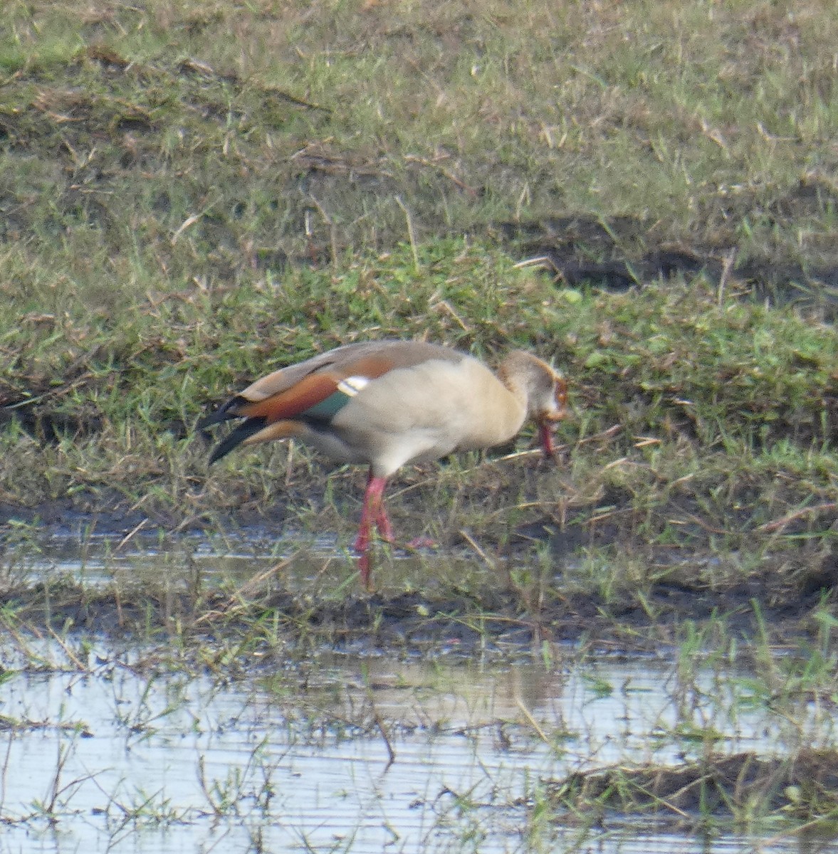 Egyptian Goose - Gary Byerly