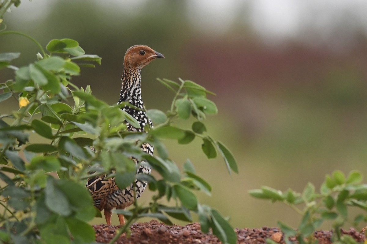 Painted Francolin - ML111601511