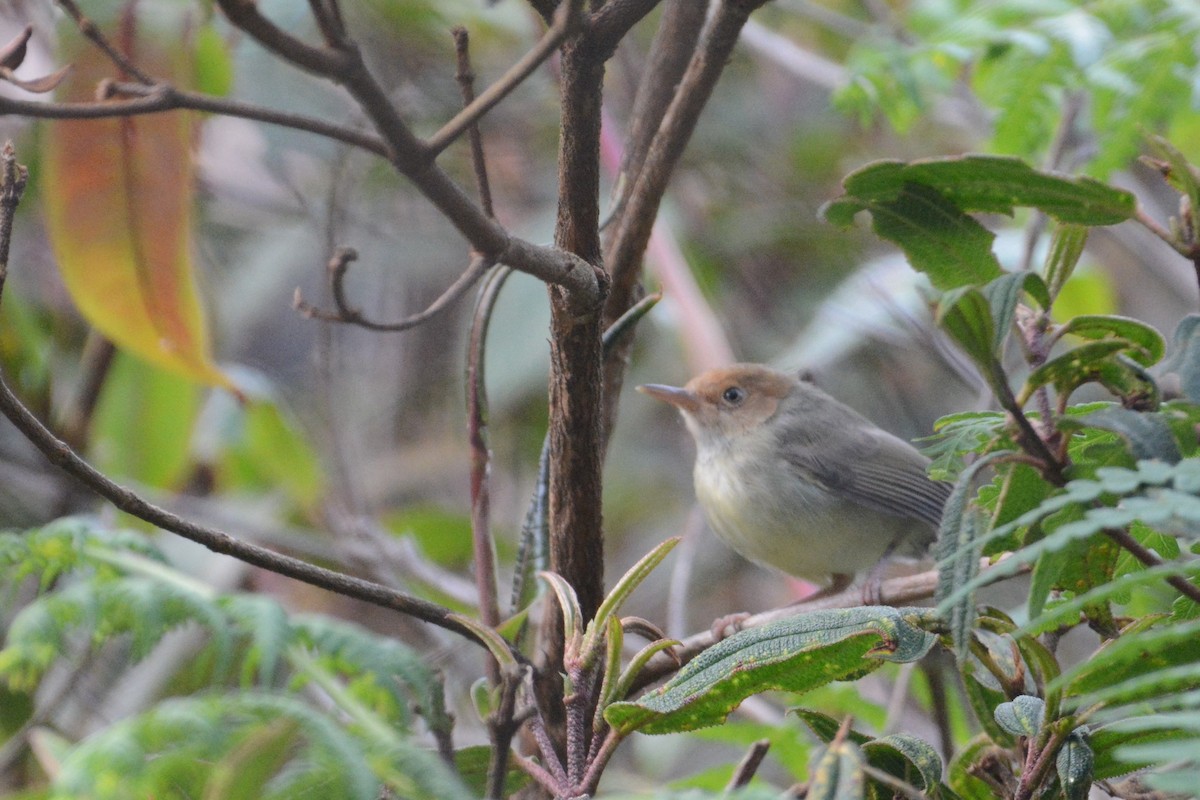 Rotstirn-Schneidervogel - ML111602571