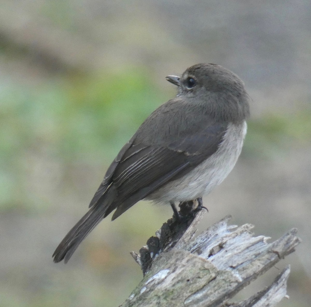 African Dusky Flycatcher - ML111603091