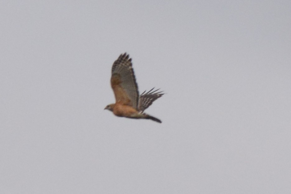 Red-shouldered Hawk (lineatus Group) - ML111603551