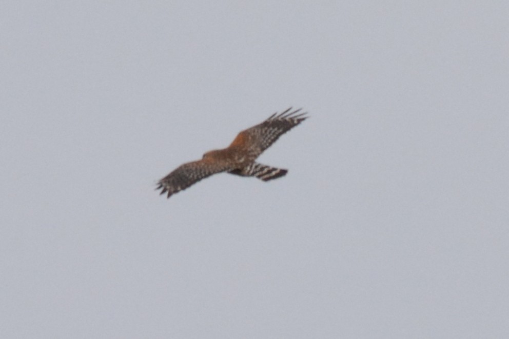 Red-shouldered Hawk (lineatus Group) - ML111603561