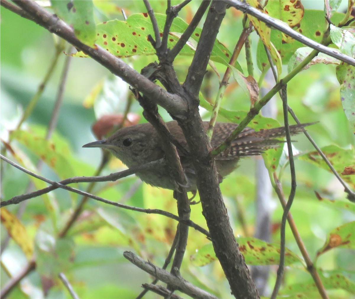 Northern House Wren - ML111604021