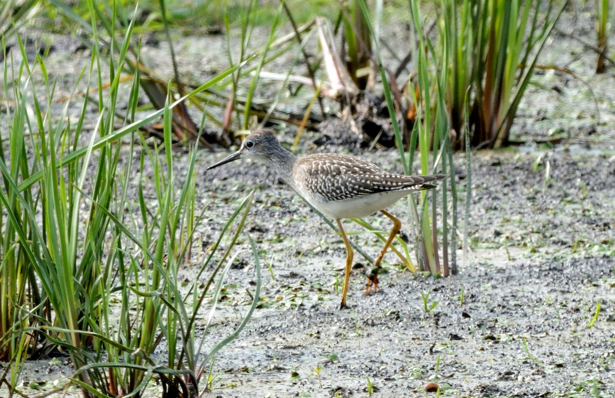 Lesser Yellowlegs - ML111604231