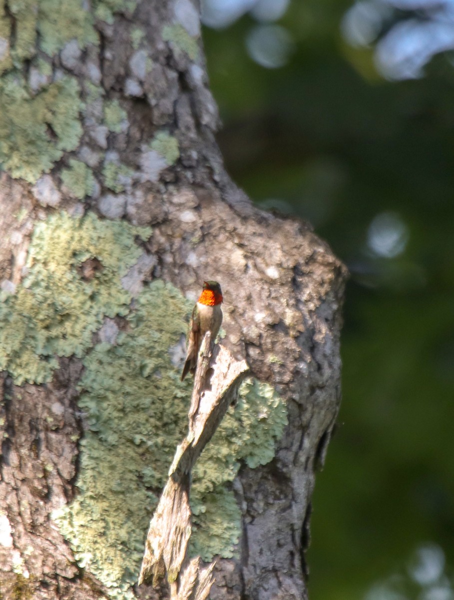 Ruby-throated Hummingbird - ML111604911