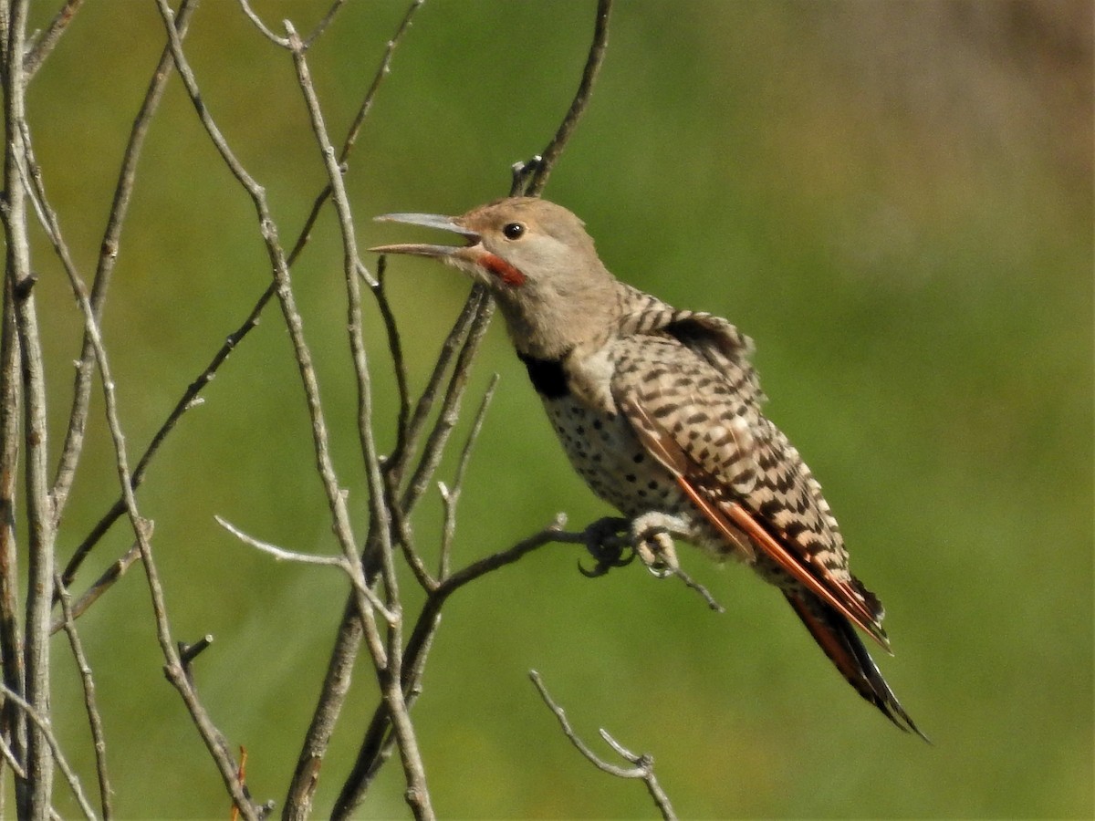 Northern Flicker (Red-shafted) - ML111605071