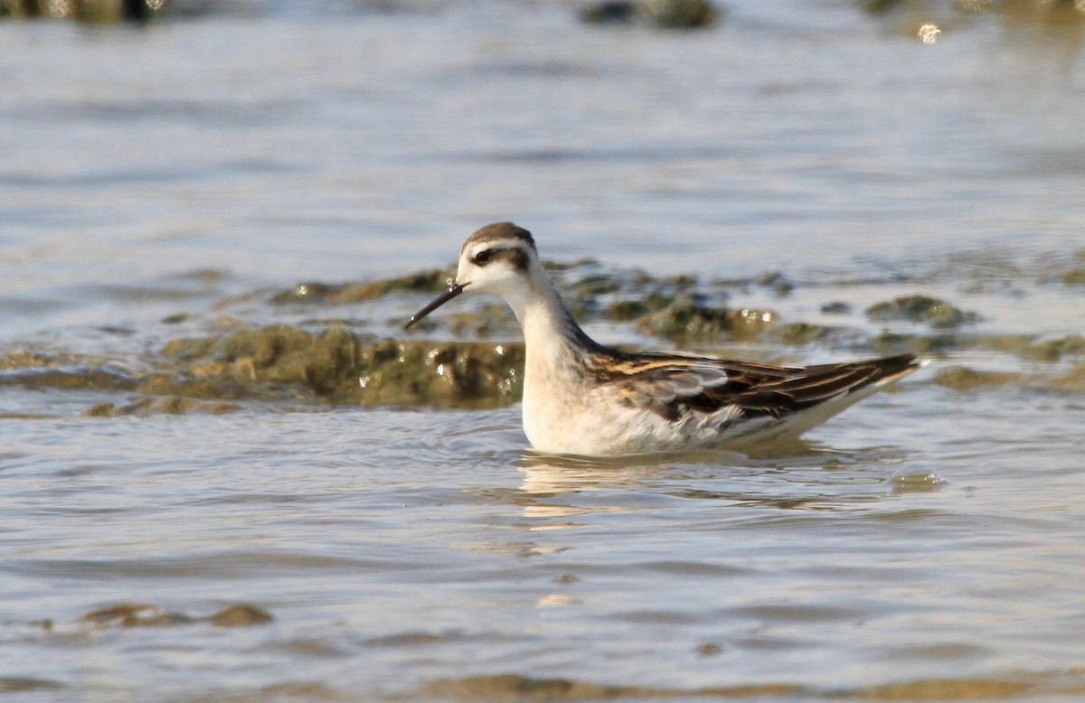 Red-necked Phalarope - Adam Dudley